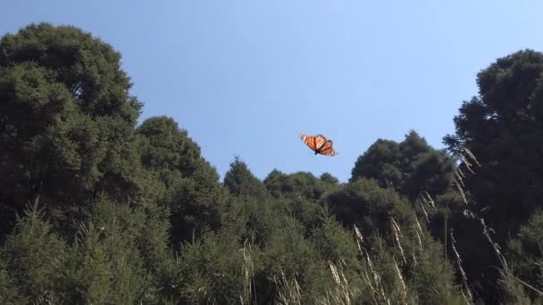 Slow Motion Shot Monarch Butterflies Passing Camera — Video