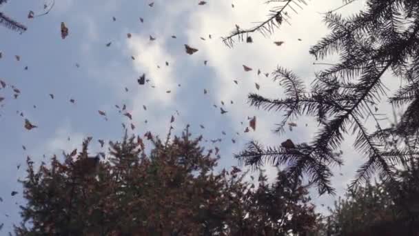 Slow Motion Shot Several Monarch Butterflies Flying — стокове відео