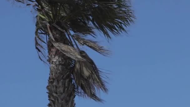 スローモーションヤシの木 クローズアップ — ストック動画