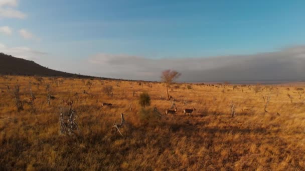 Large Plain Small Herd Zebras Tsavo West Kenya Aerial Shots — Video Stock