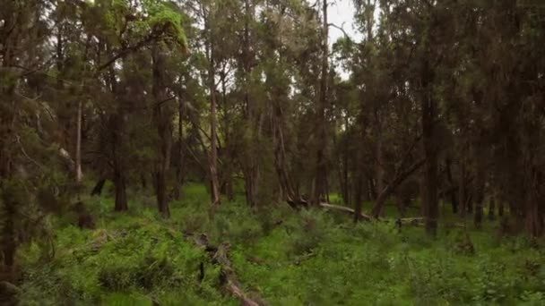 Green Lush Forest Slopes Mount Kenya Aerial Shots — Stock Video