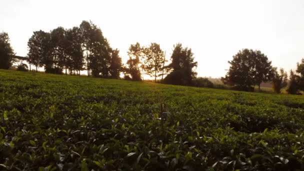 Sunset Tea Fields Nairobi Kenya Aerial Shots — ストック動画