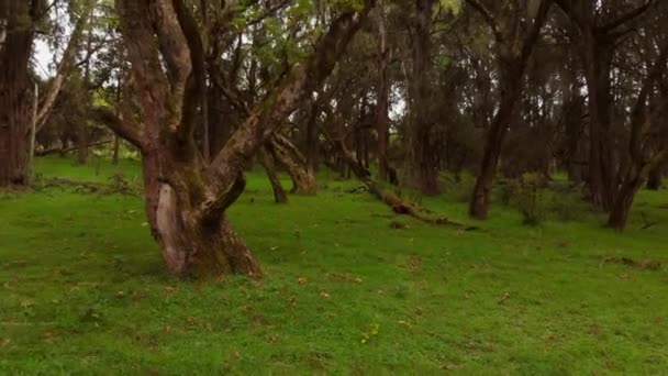 Green Lush Forest Slopes Mount Kenya Aerial Shots — Αρχείο Βίντεο