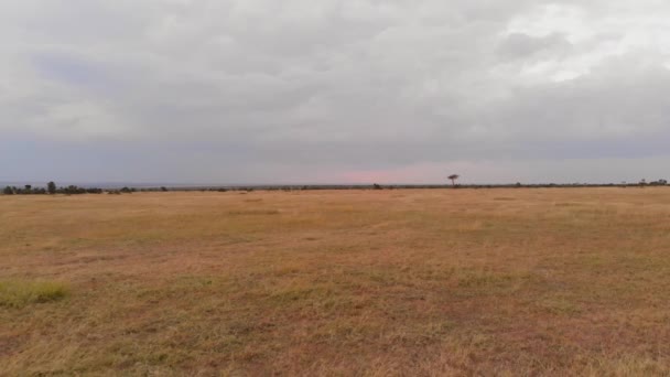 Game Drive Safari Pejeta Kenya Aerial Shot — Vídeos de Stock