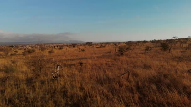 Large Plain Small Herd Zebras Tsavo West Kenya Aerial Shots — Stockvideo