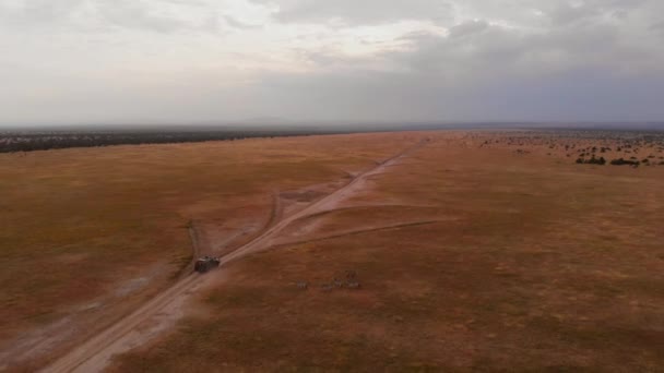 Game Drive Safari Pejeta Kenya Aerial Shot — Αρχείο Βίντεο