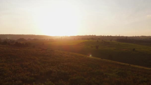 Sunset Tea Fields Nairobi Kenya Aerial Shots — Wideo stockowe