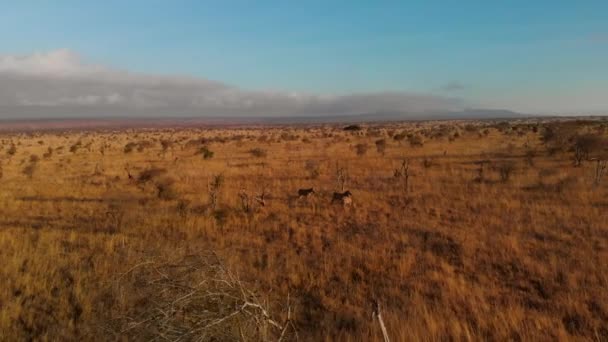 Large Plain Small Herd Zebras Tsavo West Kenya Aerial Shots — Video Stock