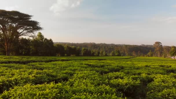 Sunset Tea Fields Nairobi Kenya Aerial Shots — Vídeos de Stock