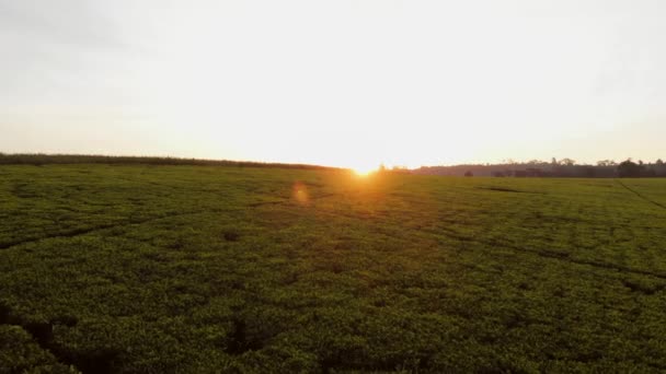 Sunset Tea Fields Nairobi Kenya Aerial Shots — Stockvideo