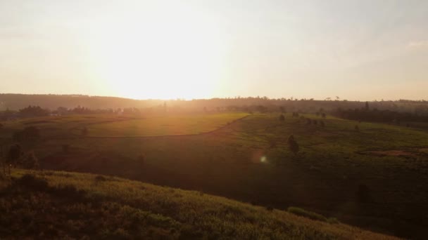 Sunset Tea Fields Nairobi Kenya Aerial Shots — 비디오