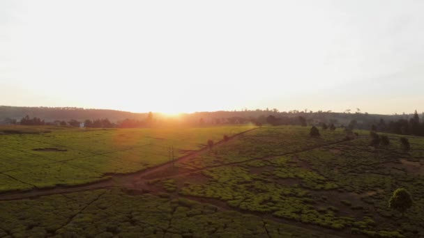 Sunset Tea Fields Nairobi Kenya Aerial Shots — 비디오