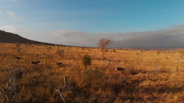 Large Plain Small Herd Zebras Tsavo West Kenya Aerial Shots — ストック動画