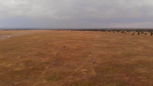 Game Drive Safari Pejeta Kenya Aerial Shot — ストック動画