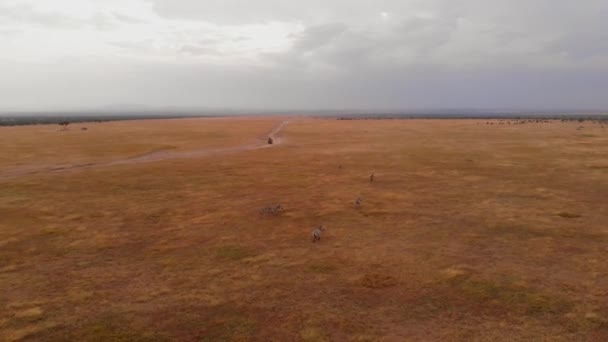 Game Drive Safari Pejeta Kenya Aerial Shot — Stok video