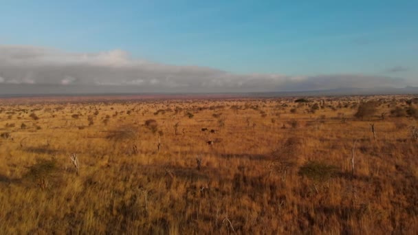 Large Plain Small Herd Zebras Tsavo West Kenya Aerial Shots — ストック動画