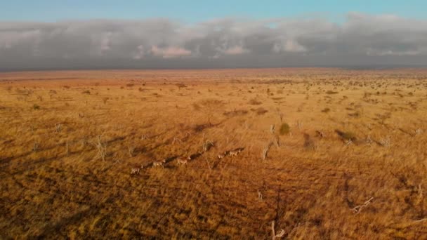 Large Plain Small Herd Zebras Tsavo West Kenya Aerial Shots — ストック動画