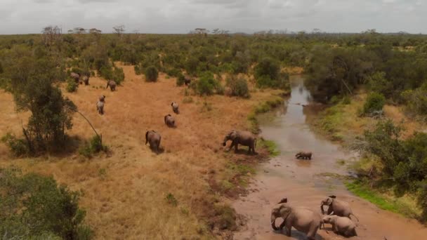 Kenya Pejeta Dan Geçen Bir Fil Sürüsü Gündüz Vakti Hava — Stok video
