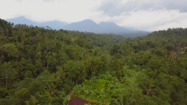 Jungle Middle Bali Aerial Shot — стоковое видео