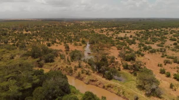 Kenya Pejeta Dan Geçen Bir Fil Sürüsü Gündüz Vakti Hava — Stok video