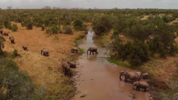 在肯尼亚的Ol Pejeta 一群大象穿过一条河 日间空中拍摄 — 图库视频影像