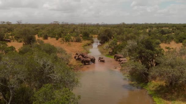 Kenya Pejeta Dan Geçen Bir Fil Sürüsü Gündüz Vakti Hava — Stok video