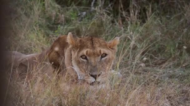 Löwen Ruhen Pejeta Kenia Handfeuerwaffen — Stockvideo