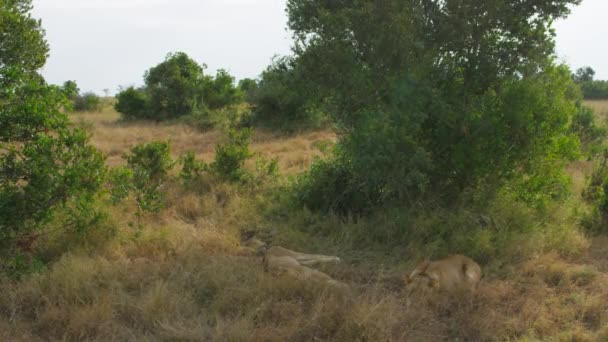 Aslanlar Kenya Pejeta Dinleniyor Kamerası Görüntüleri — Stok video