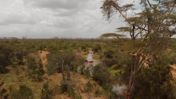 Een Kudde Olifanten Die Een Rivier Oversteken Pejeta Kenia Luchtfoto — Stockvideo