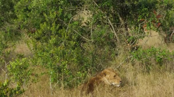 Aslanlar Kenya Pejeta Dinleniyor Kamerası Görüntüleri — Stok video