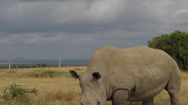 Endangered Female Northern White Rhinoceros Pejeta Kenya Handheld Shot 50Fps — Stok video