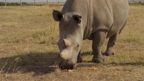 Endangered Female Northern White Rhinoceros Pejeta Kenya Handheld Shot 50Fps — Vídeo de stock