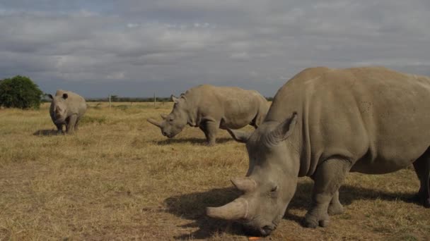 Endangered Female Northern White Rhinoceros Pejeta Kenya Handheld Shot 50Fps — Stok video
