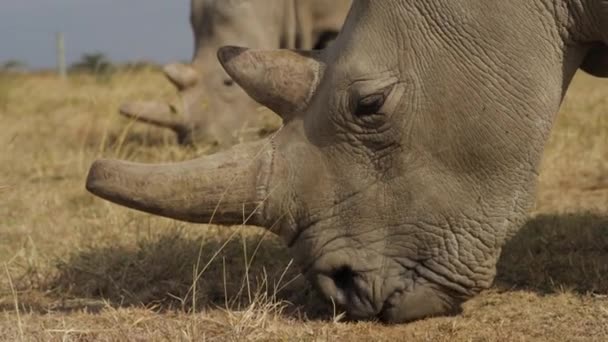 Endangered Female Northern White Rhinoceros Pejeta Kenya Handheld Shot 50Fps — Vídeos de Stock