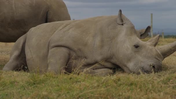 Endangered Female Northern White Rhinoceros Pejeta Kenya Handheld Shot 50Fps — Stock videók