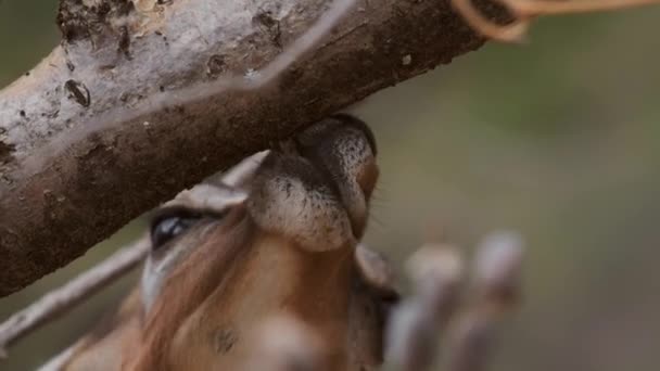 Malá Oribi Jedla Území Samburu Severní Keni Ruční Záběr Detailní — Stock video