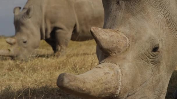 Endangered Female Northern White Rhinoceros Pejeta Kenya Handheld Shot 50Fps — Videoclip de stoc