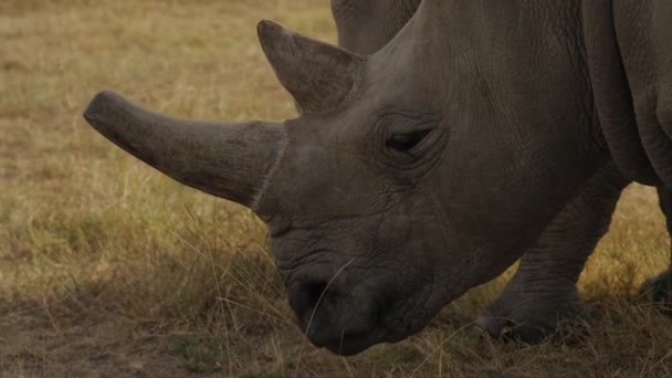 Endangered Female Northern White Rhinoceros Pejeta Kenya Handheld Shot 50Fps — Stockvideo