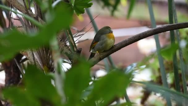 Colourful Pekin Robin Sitting Branch — Stockvideo