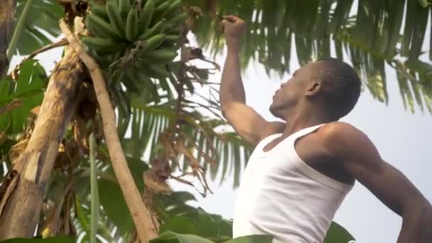 アフリカの田舎の庭でバナナの束を検査するアフリカ人男性の下からのショット — ストック動画