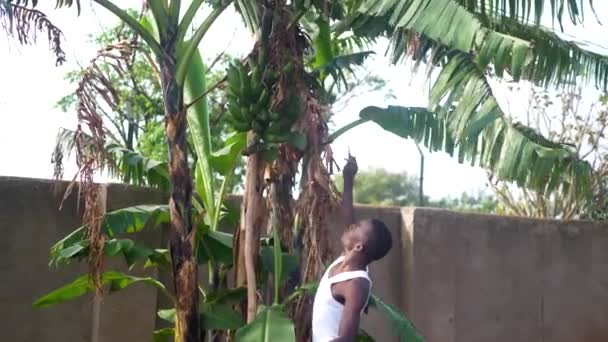 Tiro Largo Homem Africano Que Inspeciona Suas Bananas Seu Jardim — Vídeo de Stock