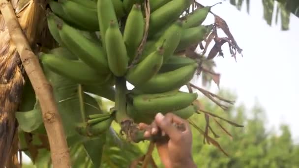 Gros Plan Africain Mains Hommes Inspectant Tas Ses Bananes Afrique — Video