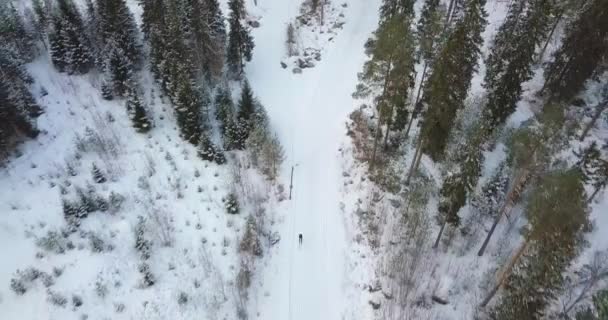 Aerial View Drone Cross Country Skier Passing Fallen Trees — Stock Video