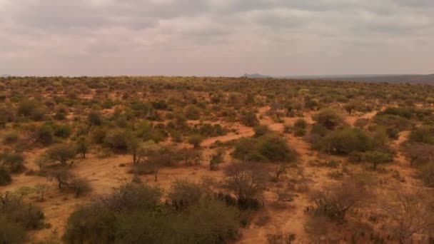 4X4 Offroad Car Driving Samburu Land Northern Kenya Aerial Shot — Stock video