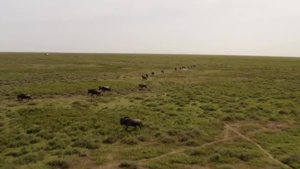 Herd Wildebeests Moving Serengeti Valley Cloudy Day Migration Season Serengeti — Stockvideo