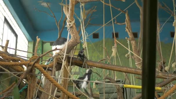 Gibbons Spelen Een Dierentuin — Stockvideo