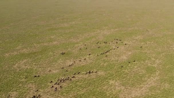 Big Herd Wildebeests Moving New Location Serengeti Valley Migration Season — Stock Video