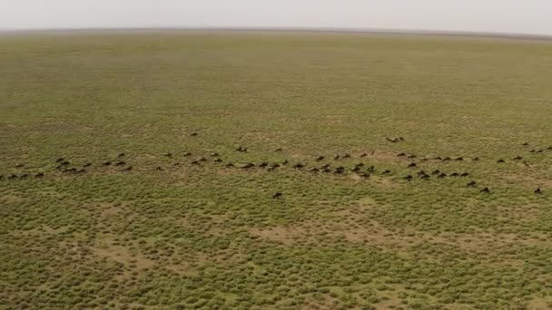 Huge Herd Wildebeests Moving Serengeti Valley Migration Season Serengeti National — Stock Video