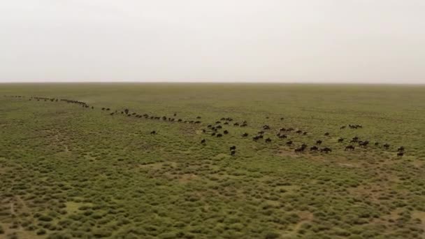 Stor Hjord Gnuer Som Rör Sig Genom Serengeti Valley Stora — Stockvideo