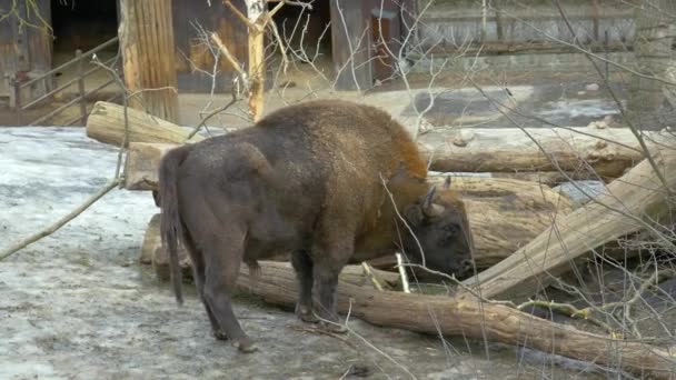 Big Male European Bison Grazing Wooden Logs — Vídeos de Stock